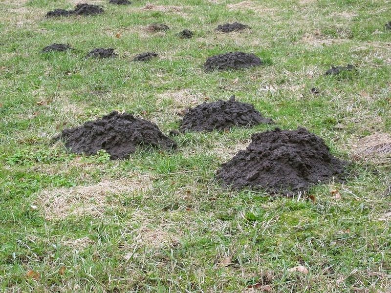 Signs Of Fresh Activity Homeowners Can Spot Now Signs Of Fresh Activity Homeowners Can Spot Now