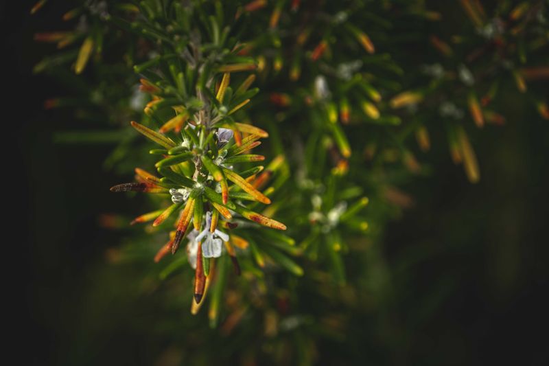 Signs Rosemary Is Struggling With Too Much Moisture