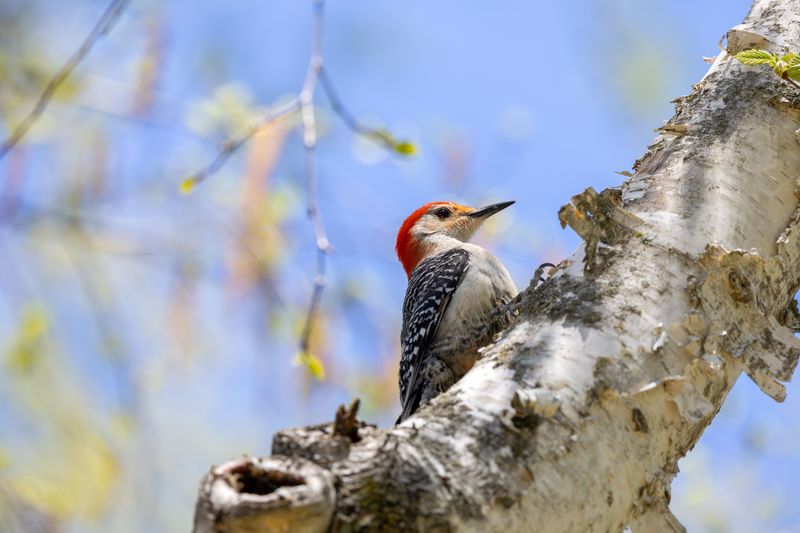 Signs This Woodpecker Has Claimed Your Yard As Territory