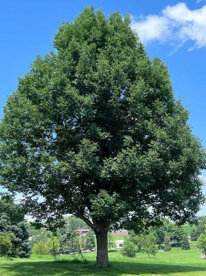 Signs To Look For In A Kentucky Ash Tree