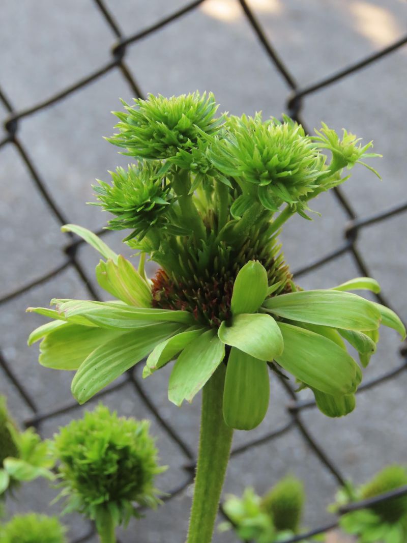 Signs To Spot On Your Coneflowers