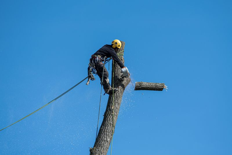 Signs You Need A Professional Arborist Signs You Need A Professional Arborist