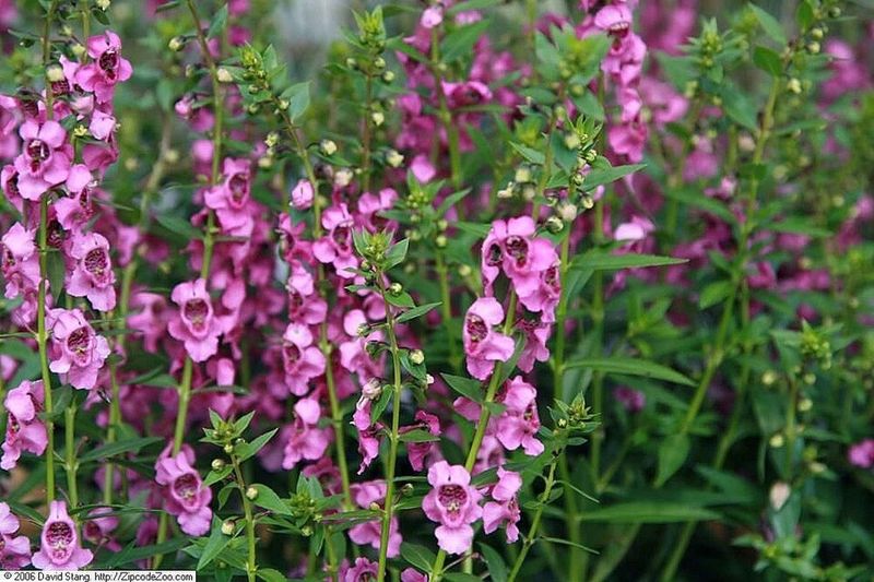 Signs Your Angelonia Needs More Water or Sun