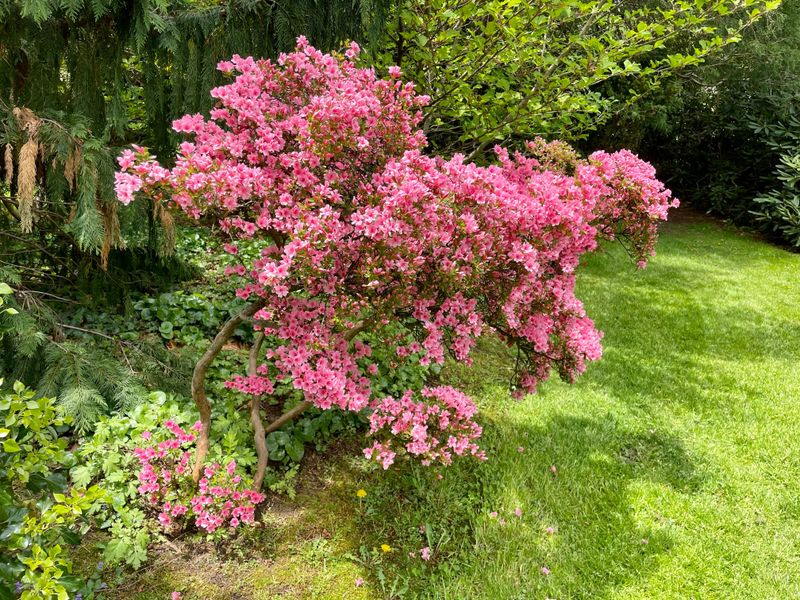 Signs Your Azalea Has Already Been Pruned Too Late Signs Your Azalea Has Already Been Pruned Too Late