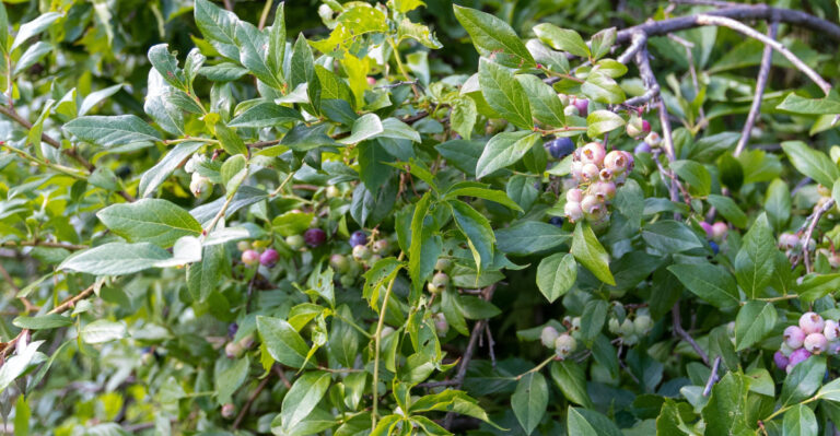 Blueberries (featured image)