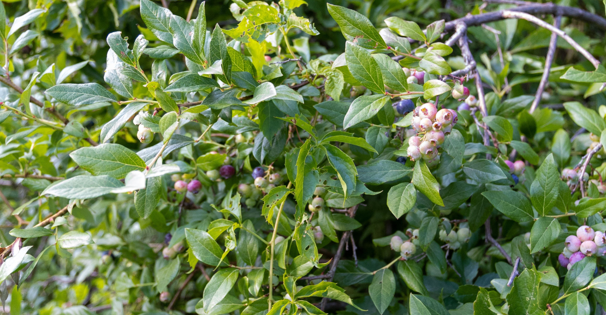 Blueberries (featured image)