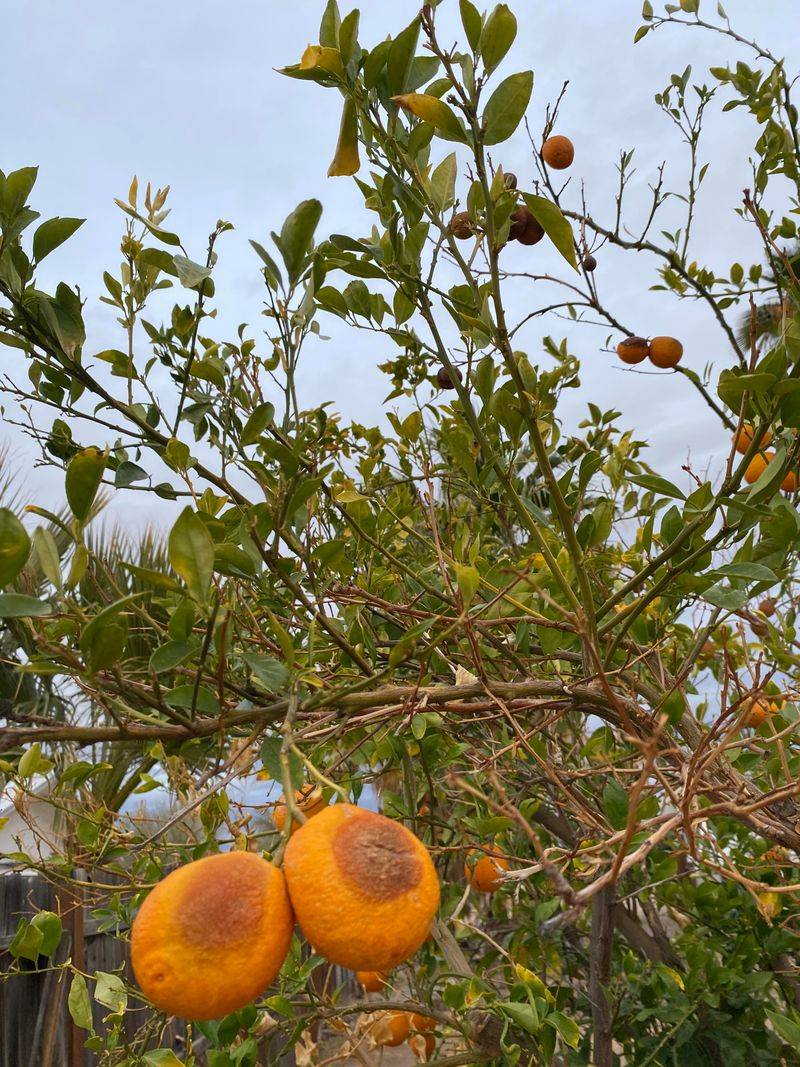 Signs Your Citrus Tree Is Already Stressed