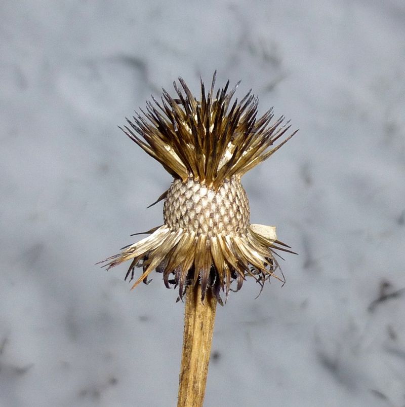 Signs Your Coneflowers Are Ready To Self-Sow Signs Your Coneflowers Are Ready To Self-Sow