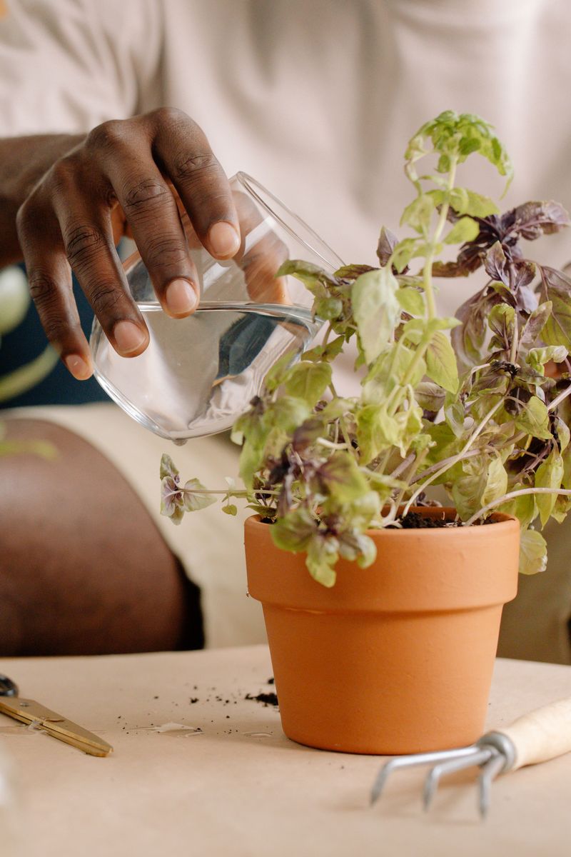 Signs Your Containers Need A Second Watering