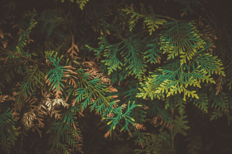 Signs Your Evergreens Were Trimmed Too Late Signs Your Evergreens Were Trimmed Too Late
