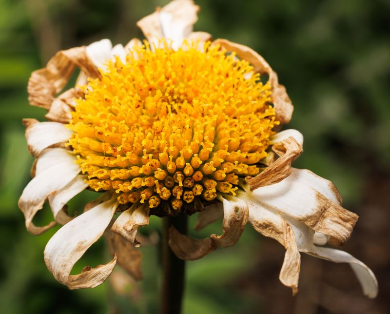 Signs Your Flower Bed Has Been Watered Too Shallowly