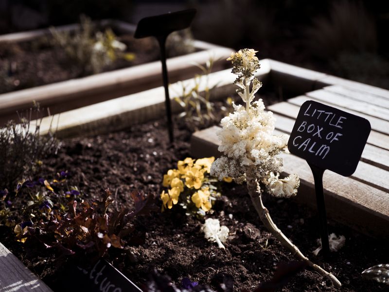 Signs Your Flower Bed Is Already Under Stress Signs Your Flower Bed Is Already Under Stress
