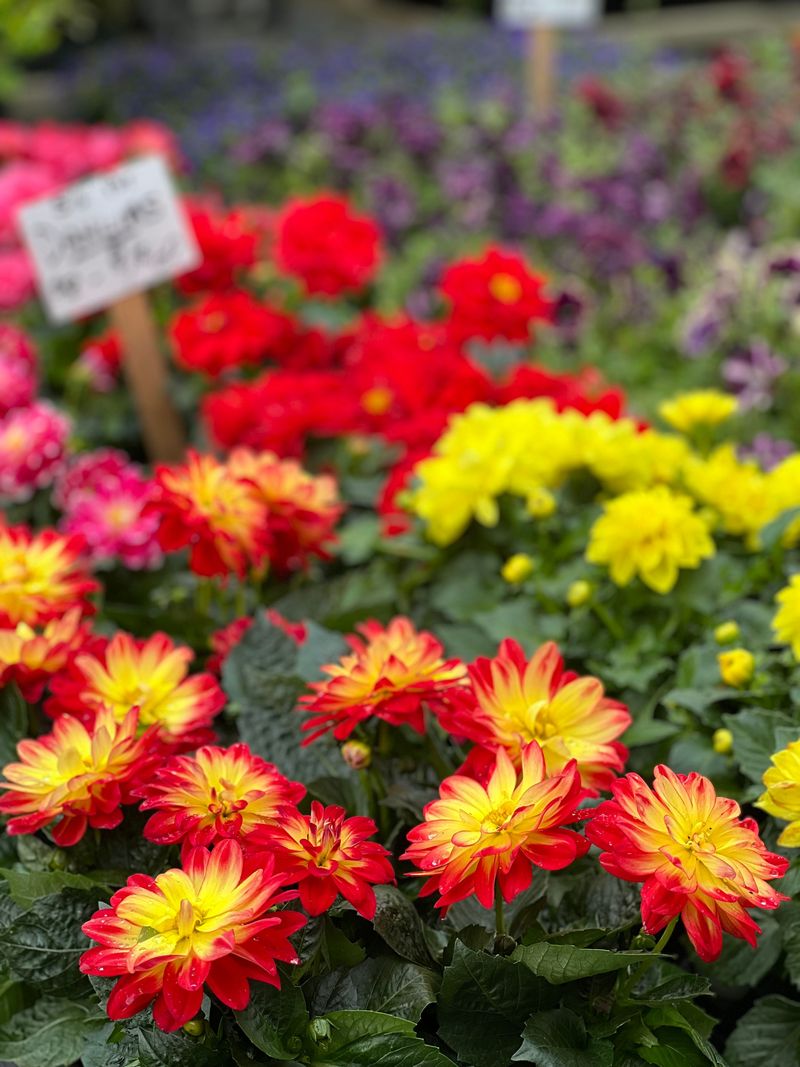 Signs Your Flower Beds Are Being Underwatered Deeply
