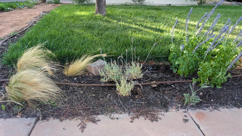 Signs Your Flowers Are Suffering From Shallow Watering Signs Your Flowers Are Suffering From Shallow Watering