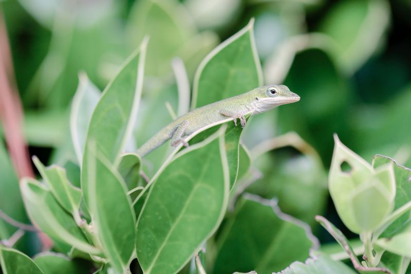 Signs Your Garden Can Support Anoles Again Signs Your Garden Can Support Anoles Again