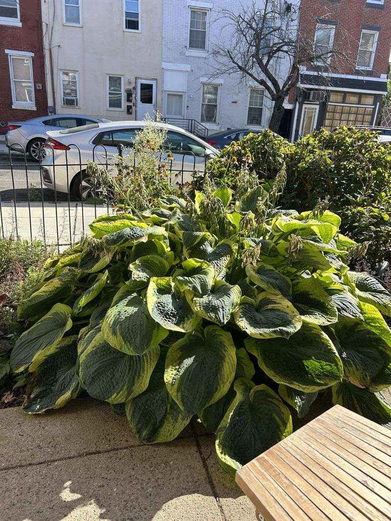 Signs Your Hosta Can Handle A Summer Split