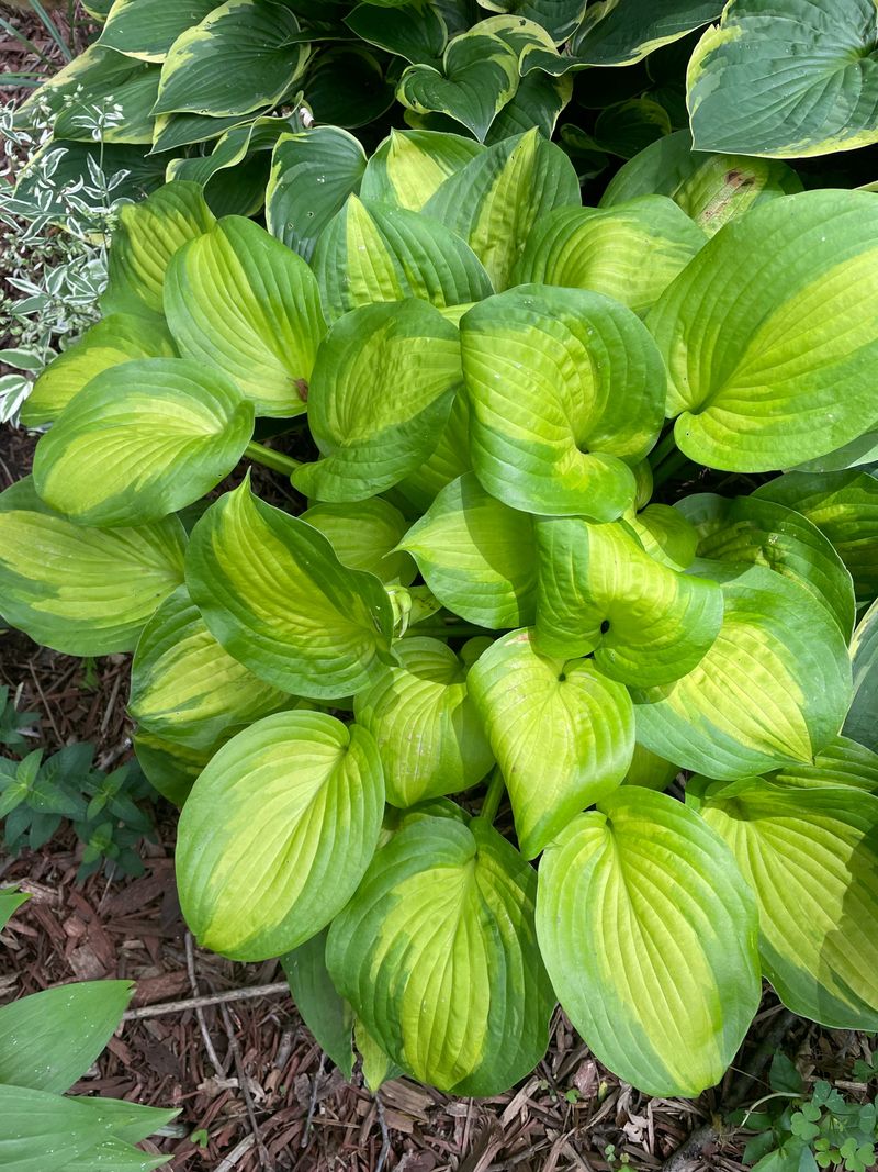 Signs Your Hostas Are Recovering