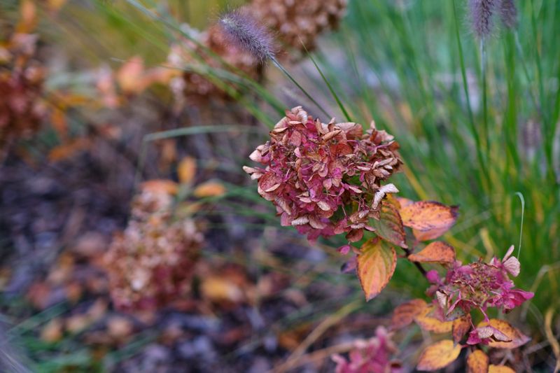 Signs Your Hydrangea Is Losing The Fight