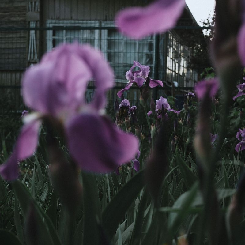 Signs Your Iris Rhizomes May Be Infested