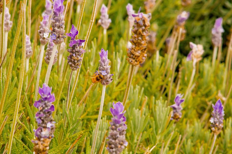 Signs Your Lavender Actually Needs Feeding Signs Your Lavender Actually Needs Feeding