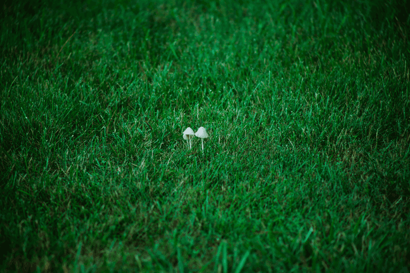 Signs Your Lawn Is Getting Too Much Or Too Little Water