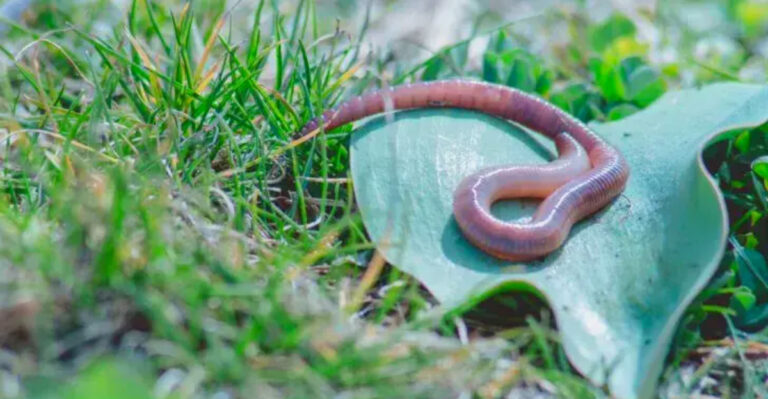 Signs Your Massachusetts Garden Has A Jumping Worm Problem