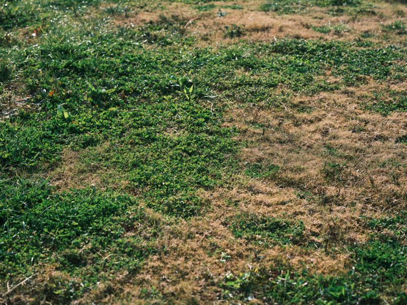 Signs Your Massachusetts Lawn Already Has an Infestation Signs Your Massachusetts Lawn Already Has an Infestation