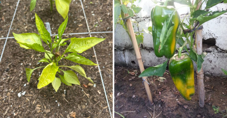 Signs Your Michigan Pepper Plants Are Done For The Season (And What To Do After)
