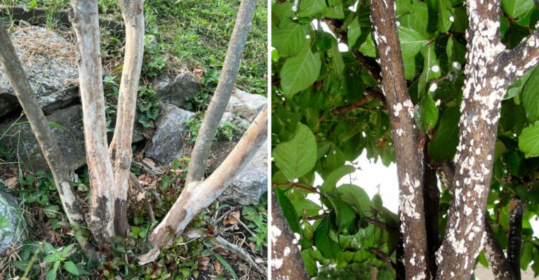 Signs Your North Carolina Crape Myrtle Has Bark Scale And What To Do Before It Spreads