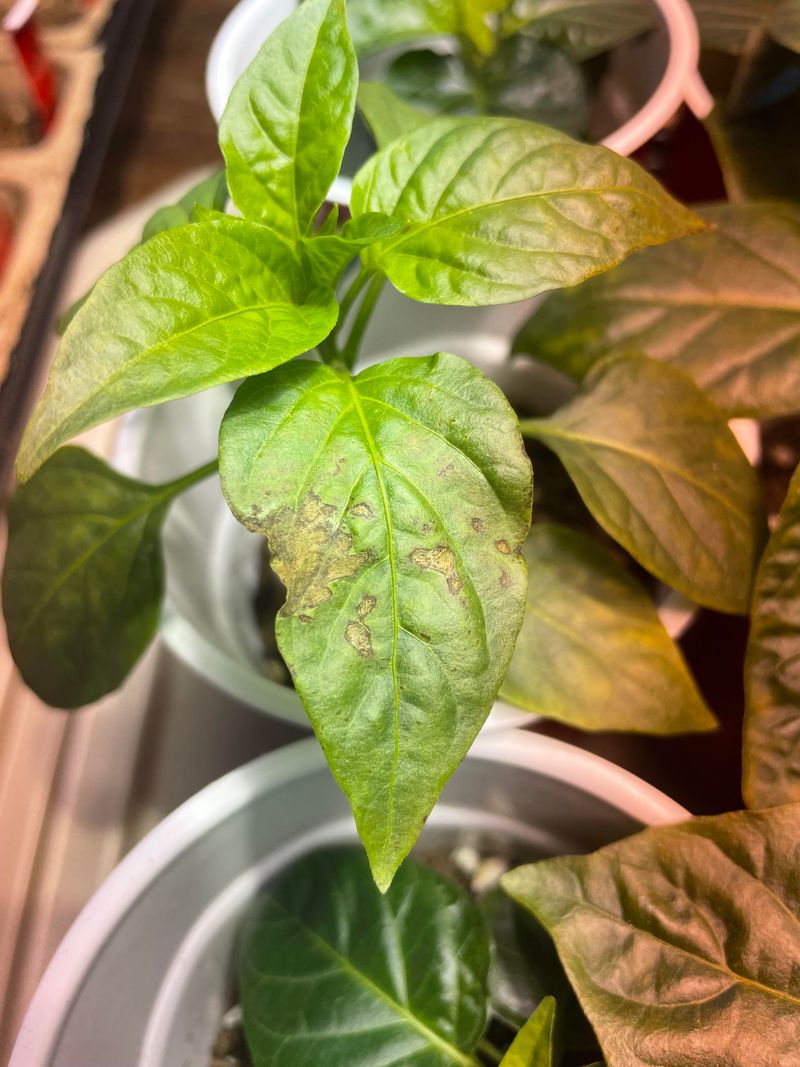 Signs Your Plant Has Already Been Scorched Signs Your Plant Has Already Been Scorched