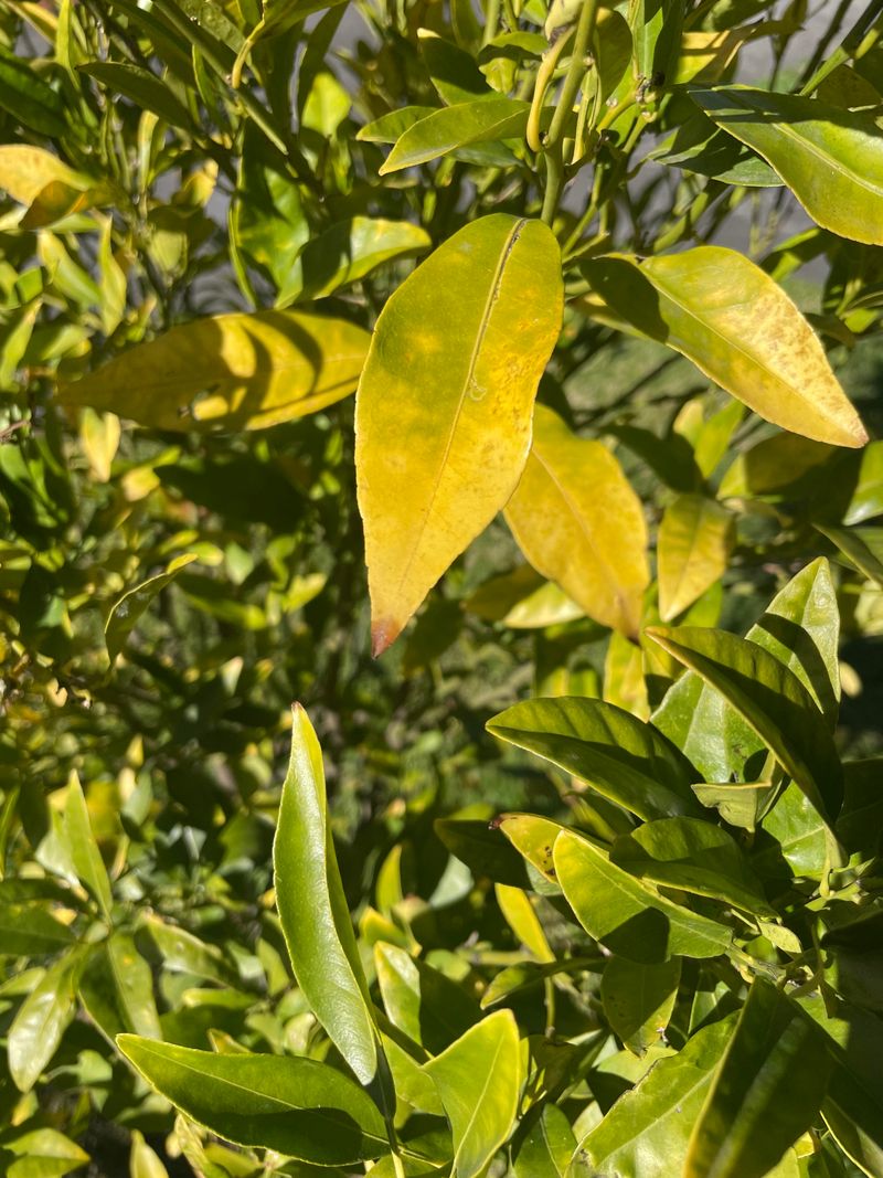 Signs Your Plants Are Already Suffering Signs Your Plants Are Already Suffering