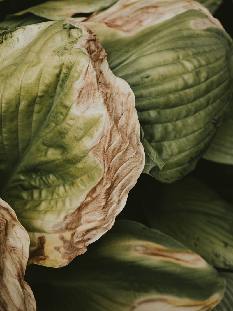 Signs Your Plants Are Struggling In The Heat Signs Your Plants Are Struggling In The Heat