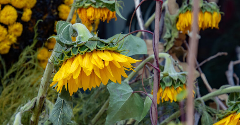 Signs Your Plants Are Thirsty Even With Wet Soil In Mississippi