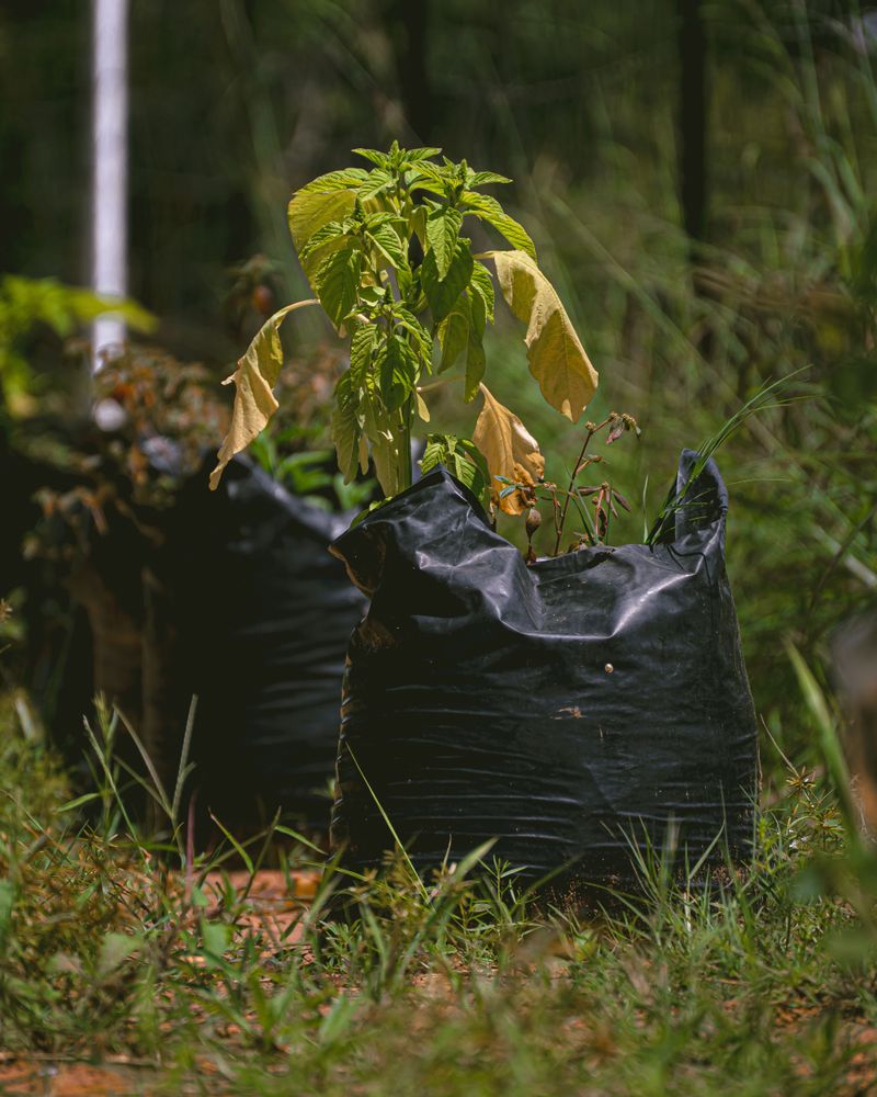 Signs Your Plants Need Water During Extreme Heat Signs Your Plants Need Water During Extreme Heat