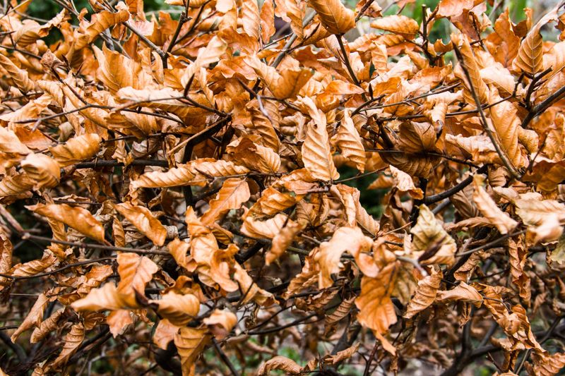 Signs Your Shrubs Need Immediate Attention Regardless Of Season