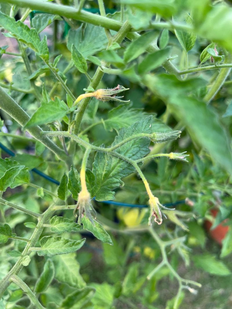 Signs Your Tomato Plants Are Struggling In A Heat Wave Signs Your Tomato Plants Are Struggling In A Heat Wave