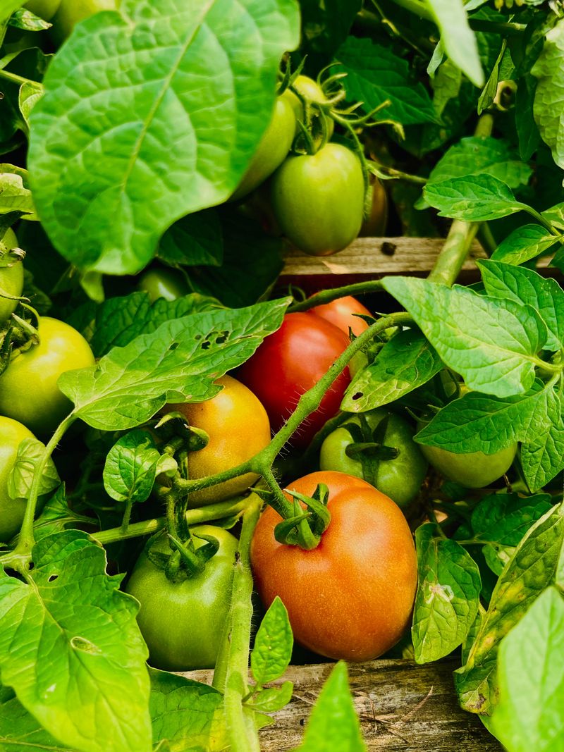 Signs Your Tomatoes Are Ready For This Technique
