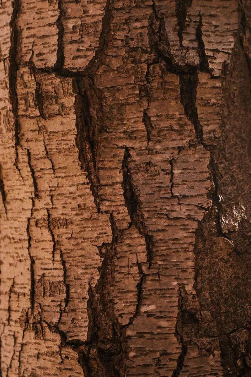 Signs Your Tree Is Already Suffering Signs Your Tree Is Already Suffering