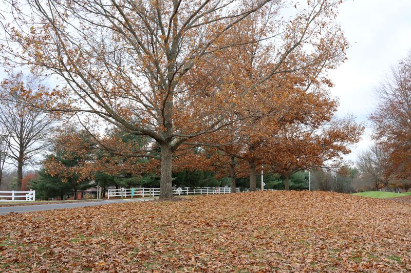 Signs Your Trees Are Already Struggling To Breathe
