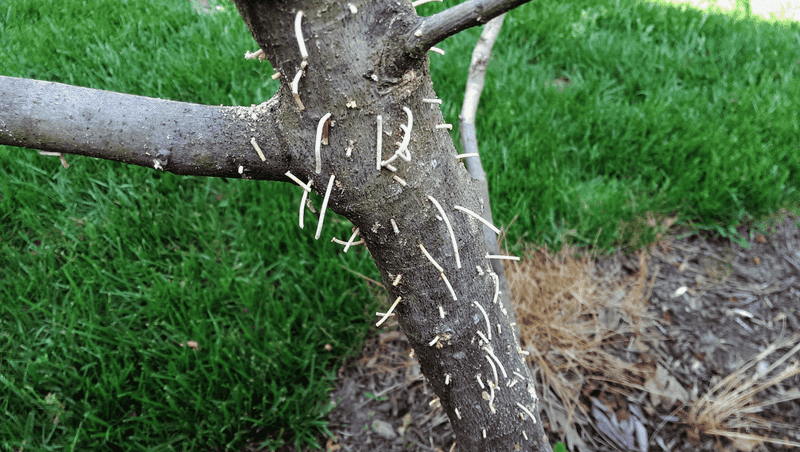Signs Your Trees May Already Be Infested