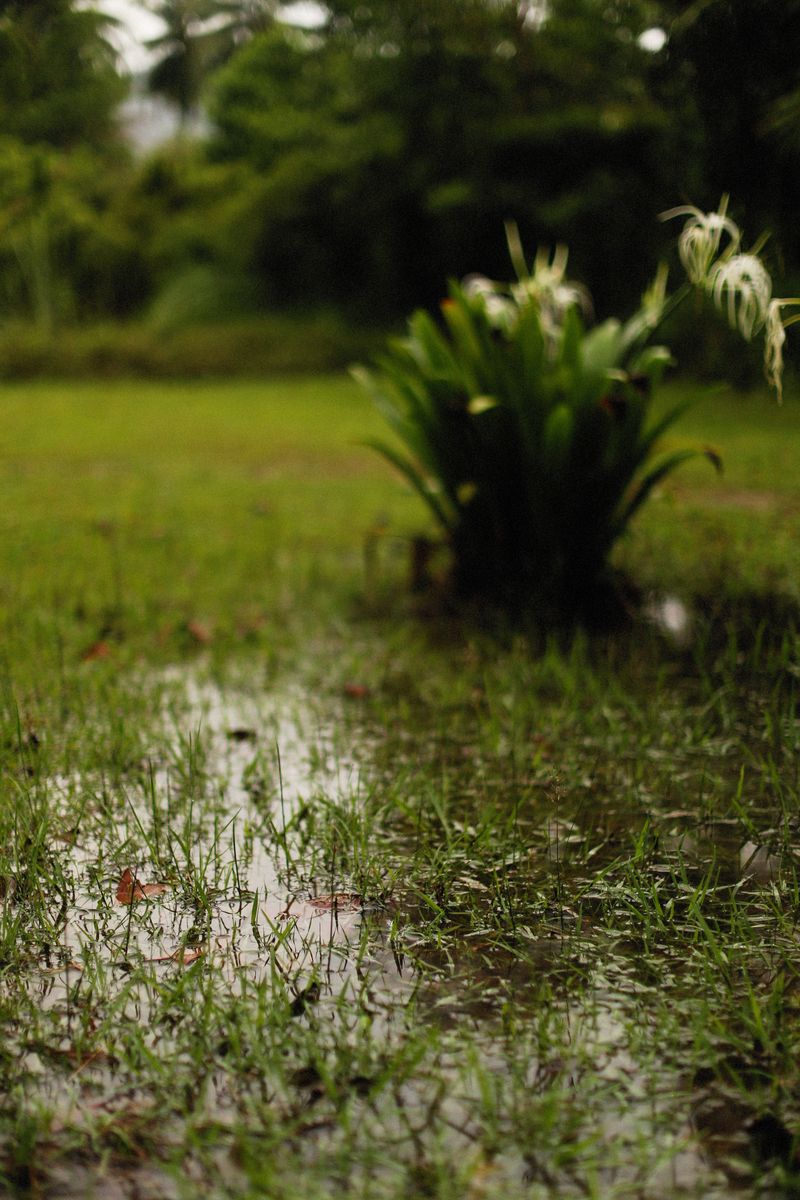 Signs Your Yard Has A Drainage Problem
