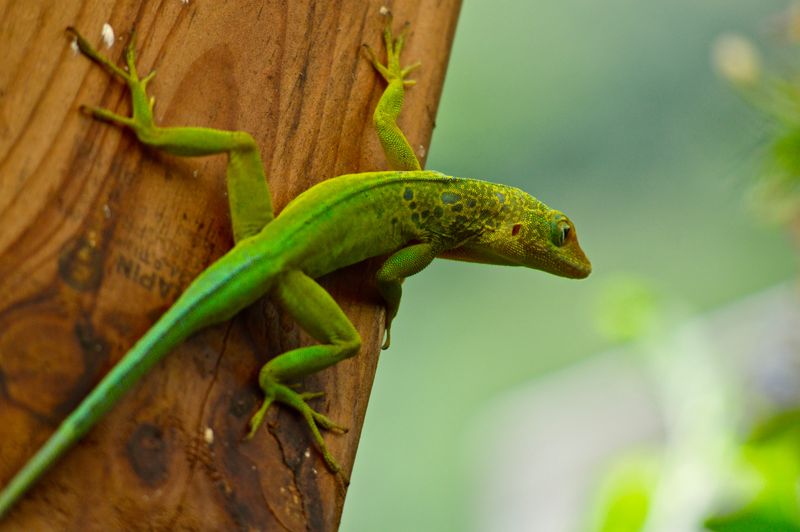 Signs Your Yard Has Become An Anole Hotspot