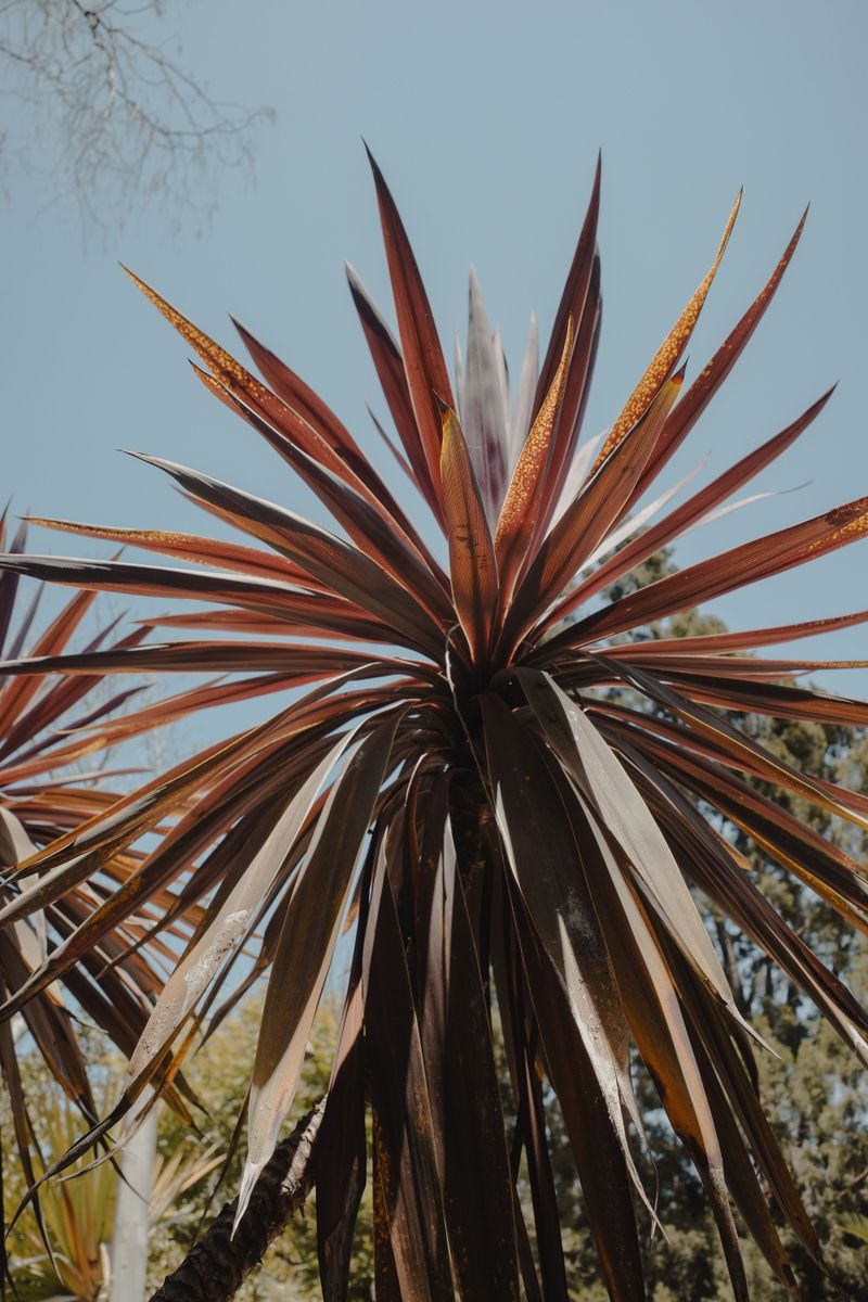 Signs Your Yard Has Salt Scorch
