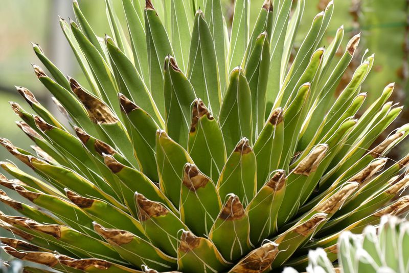 Signs Your Yucca Is Actually Underwatered Instead