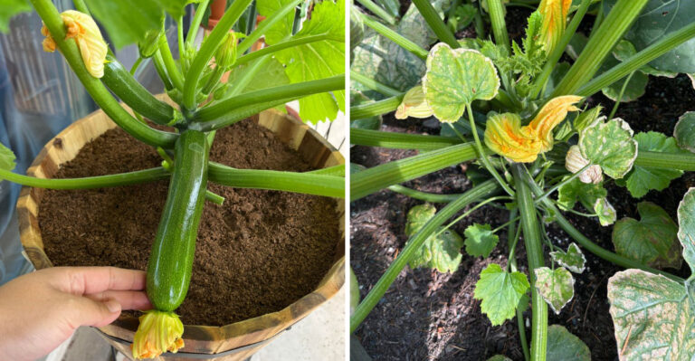 Signs Your Zucchini Plant Is Healthy In Michigan And The Warning Signs It’s About To Crash