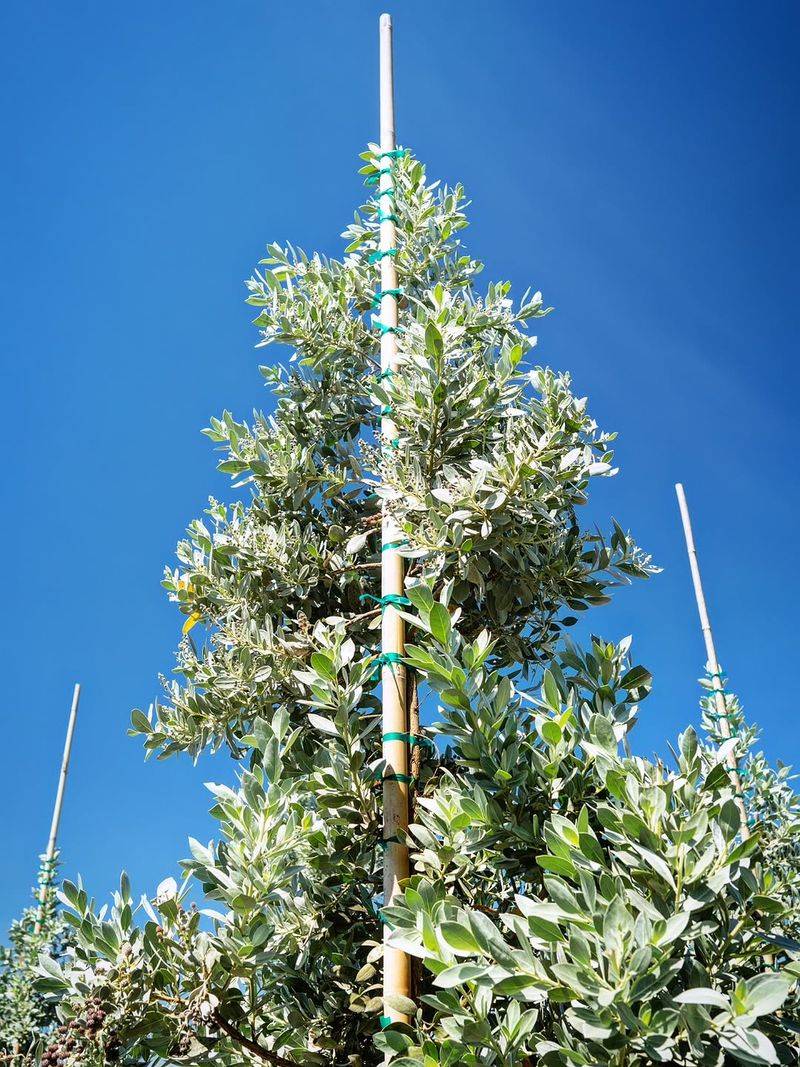 Silver Buttonwood Handles Salt And Screening Needs