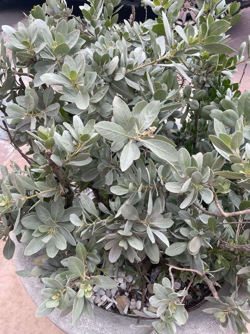 Silver Buttonwood Handles Salt Without Smothering Fences Silver Buttonwood Handles Salt Without Smothering Fences