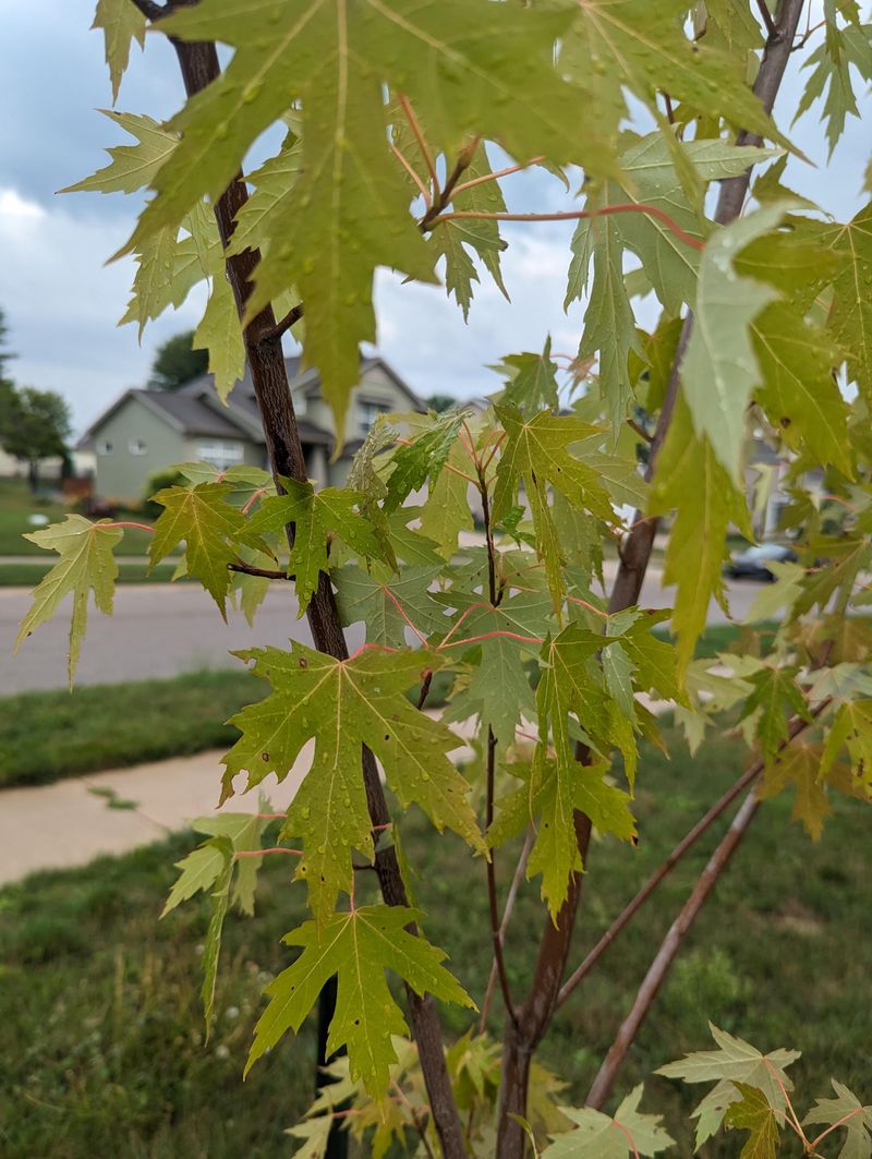 Silver Maple Silver Maple