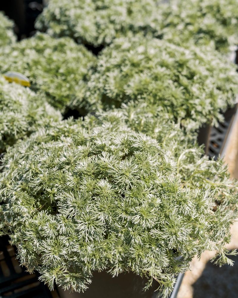 Silver Mound Artemisia Silver Mound Artemisia