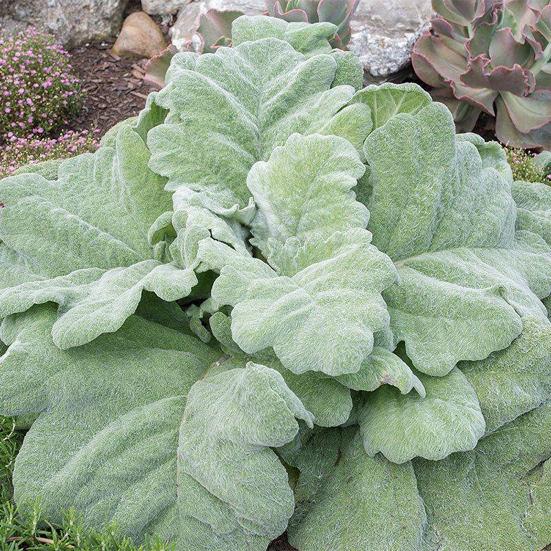 Silver Sage Finds Room To Shine